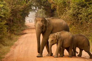 Ruhunu Yala parc national Sri Lanka 300x200 photo