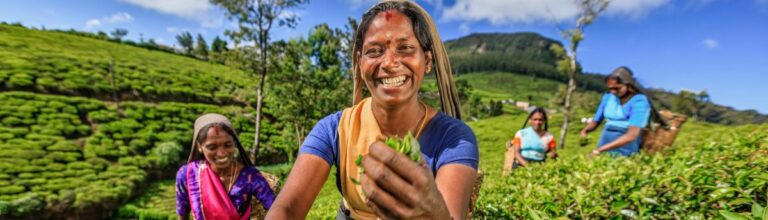 Découvrez le charme enchanteur de Nuwara Eliya, la perle des montagnes au Sri Lanka