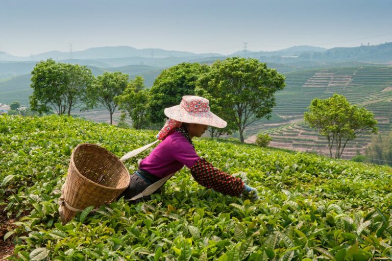 Le salaire moyen au Sri Lanka et les conseils pour s&rsquo;établir sur cette île resplendissante